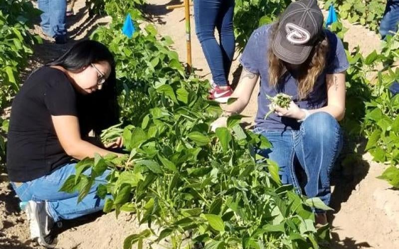 Ag Science Department donates over 500 pounds of produce to food bank